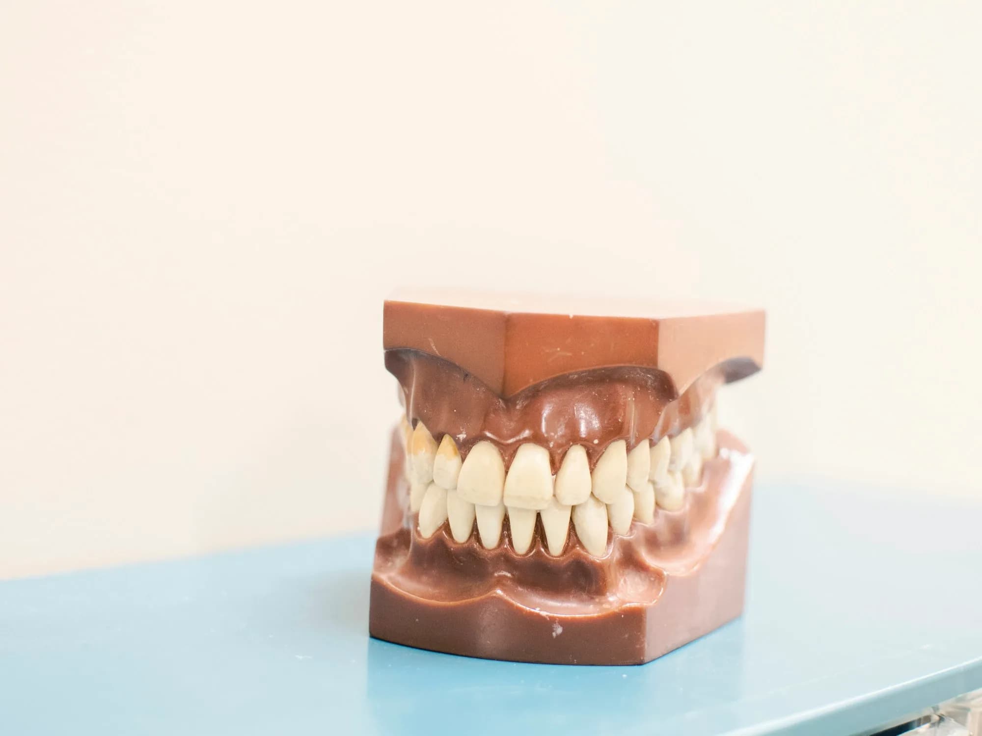 Dental model showing the upper and lower teeth